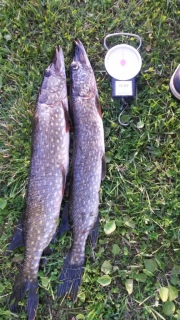 Hauki 2,00 kg