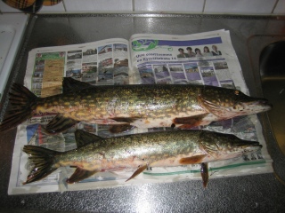 Hauki 3,00 kg