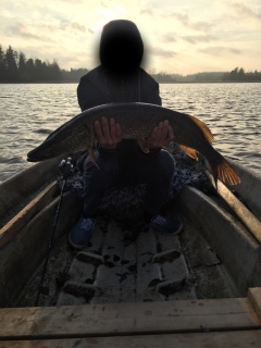 Hauki 4,30 kg