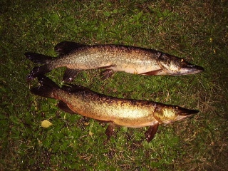 Hauki 4,26 kg