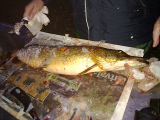 Hauki 2,78 kg