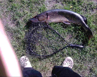 Hauki 3,00 kg