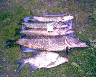 Hauki 4,17 kg
