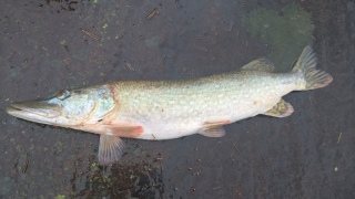 Hauki 3,53 kg