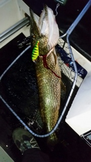 Hauki 10,20 kg
