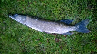 Hauki 1,27 kg