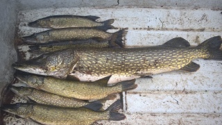 Hauki 11,23 kg