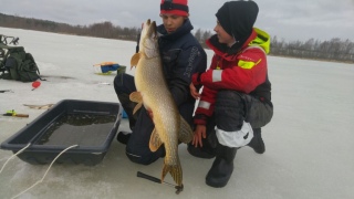 Hauki 11,00 kg