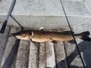 Hauki 4,20 kg
