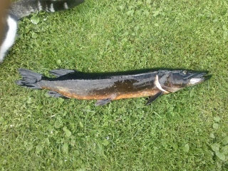 Hauki 2,48 kg