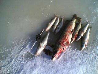 Hauki 6,50 kg
