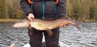 Hauki 4,86 kg