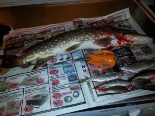 Hauki 1,28 kg