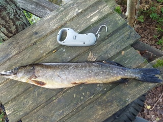 Hauki 1,51 kg