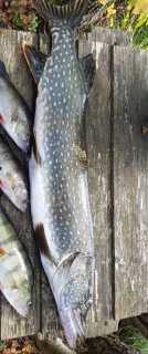 Hauki 2,71 kg