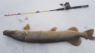Hauki 5,20 kg