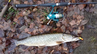 Hauki 1,20 kg