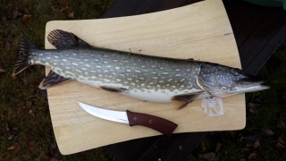 Hauki 3,08 kg
