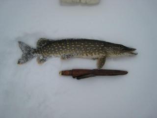 Hauki 1,00 kg