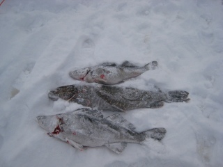 Hauki 3,24 kg