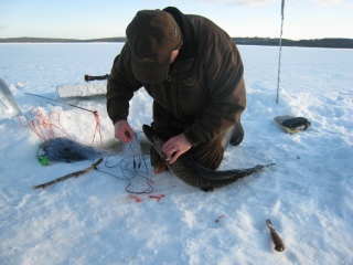 Hauki 4,18 kg