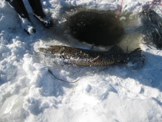 Hauki 6,25 kg