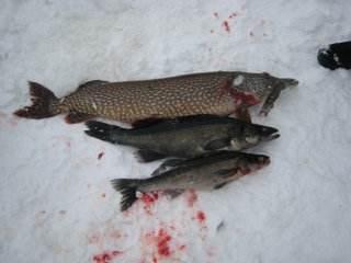 Hauki 6,70 kg