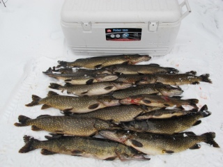 Hauki 41,00 kg