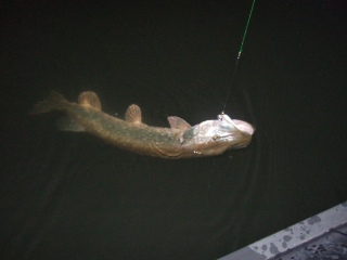 Hauki 3,50 kg