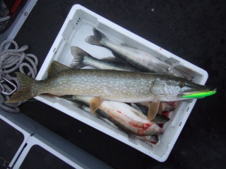 Hauki 3,80 kg