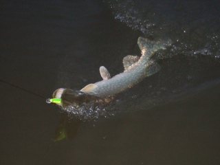 Hauki 3,00 kg