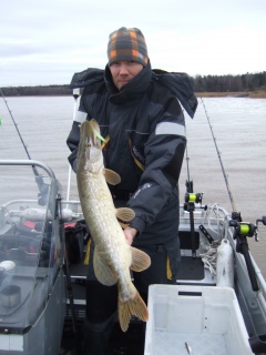 Hauki 3,33 kg