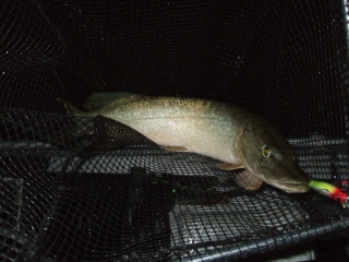 Hauki 3,00 kg