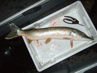 Hauki 3,54 kg