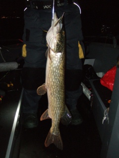 Hauki 4,06 kg