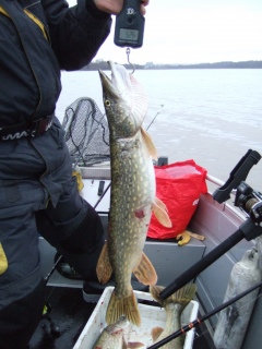 Hauki 3,26 kg