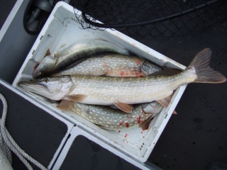 Hauki 3,50 kg