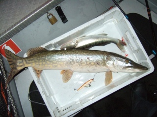 Hauki 4,22 kg