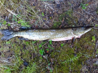 Hauki 1,16 kg
