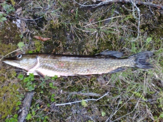 Hauki 1,70 kg