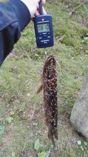 Hauki 610 g