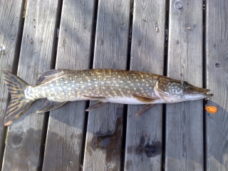Hauki 1,50 kg