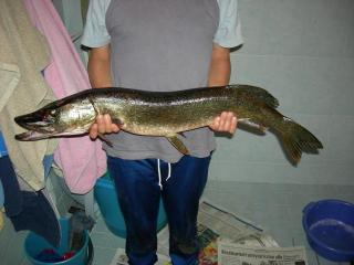 Hauki 3,50 kg