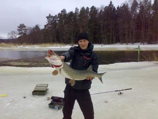 Hauki 5,50 kg