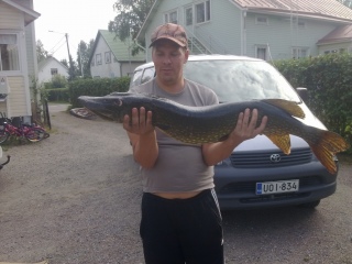 Hauki 8,00 kg