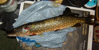 Hauki 1,06 kg