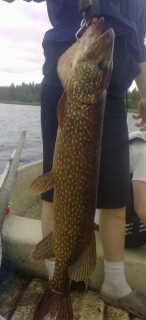 Hauki 4,20 kg