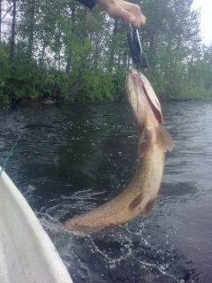 Hauki 4,30 kg