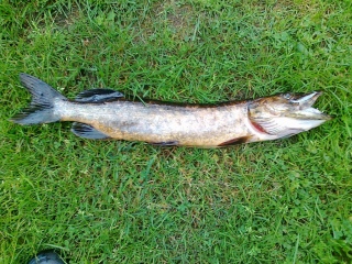 Hauki 1,10 kg