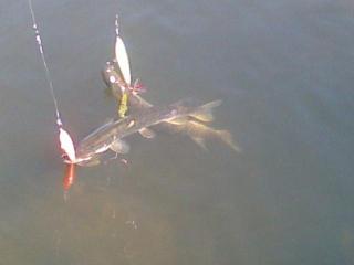 Hauki 2,00 kg